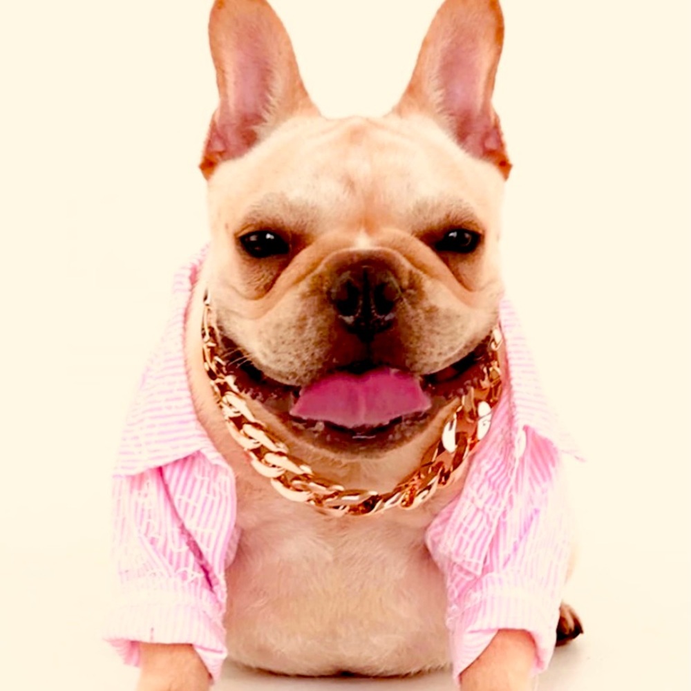 Dog style collar 🥰